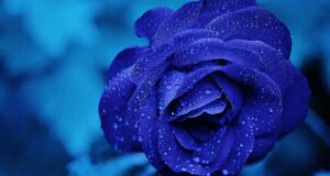 Blaue Rose