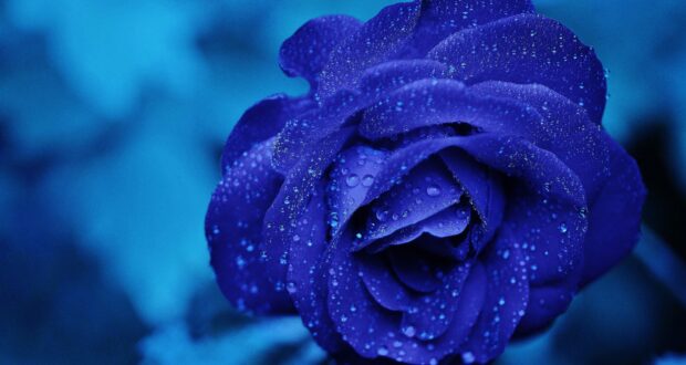 Blaue Rose